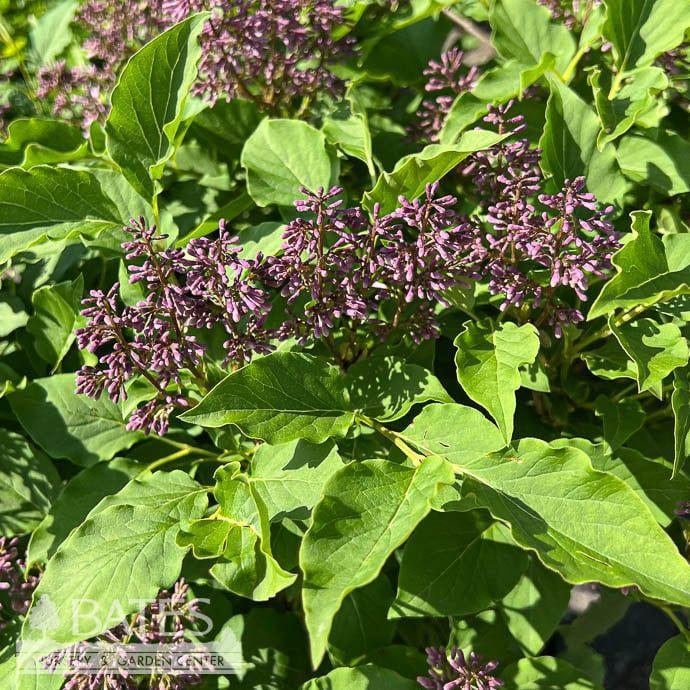 Syringa X Little Lady - View 15 from www redcrocus com