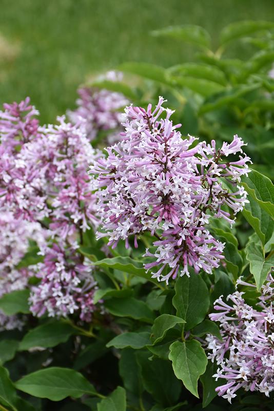 Syringa X Little Lady - View 16 from www redcrocus com