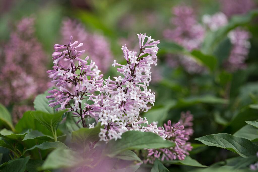 Syringa X Little Lady - View 18 from www redcrocus com