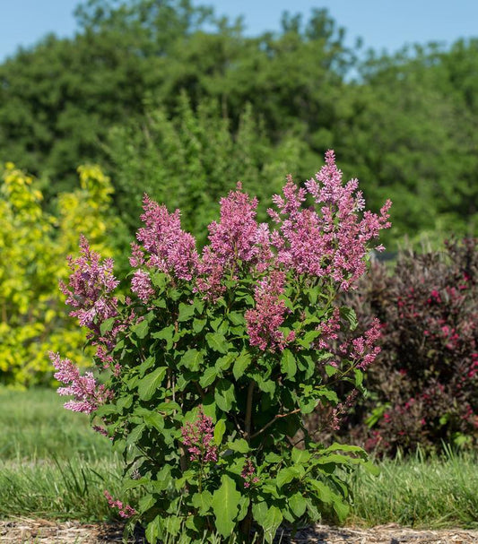 Syringa X Little Lady - View 1 from www redcrocus com