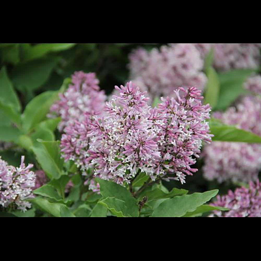 Syringa X Little Lady - View 2 from www redcrocus com