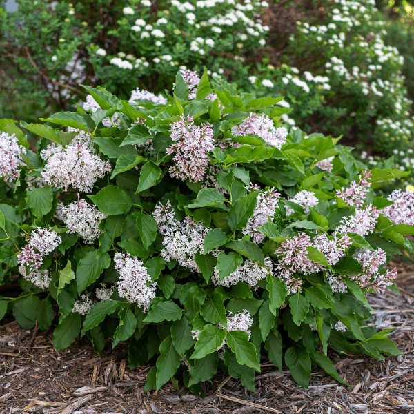 Syringa X Little Lady - View 3 from www redcrocus com