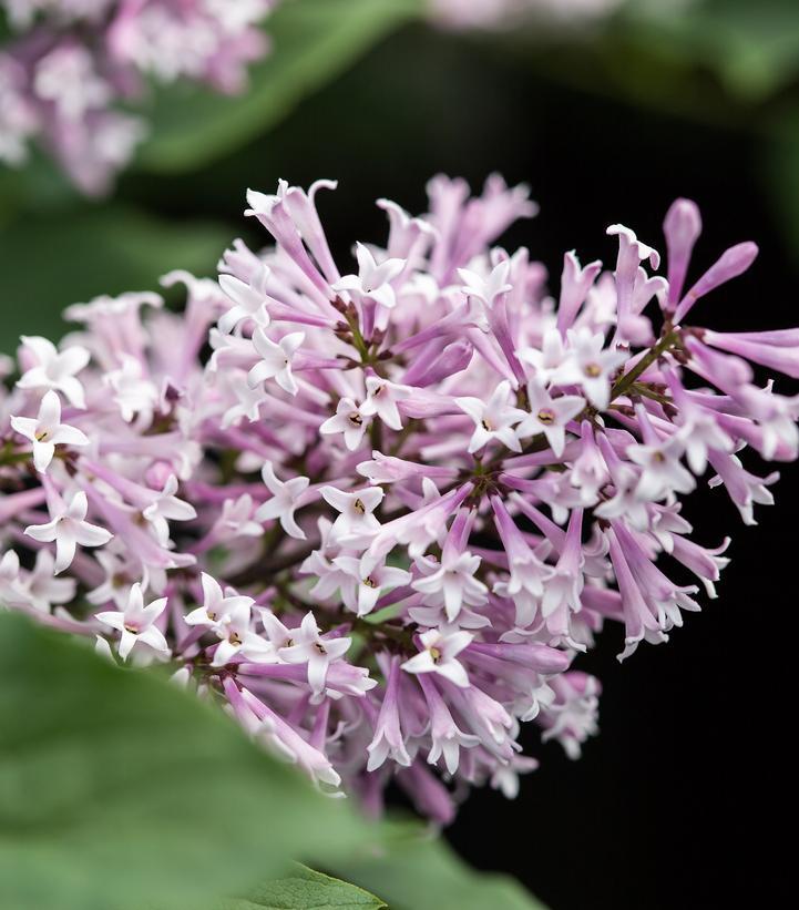 Syringa X Little Lady - View 5 from www redcrocus com