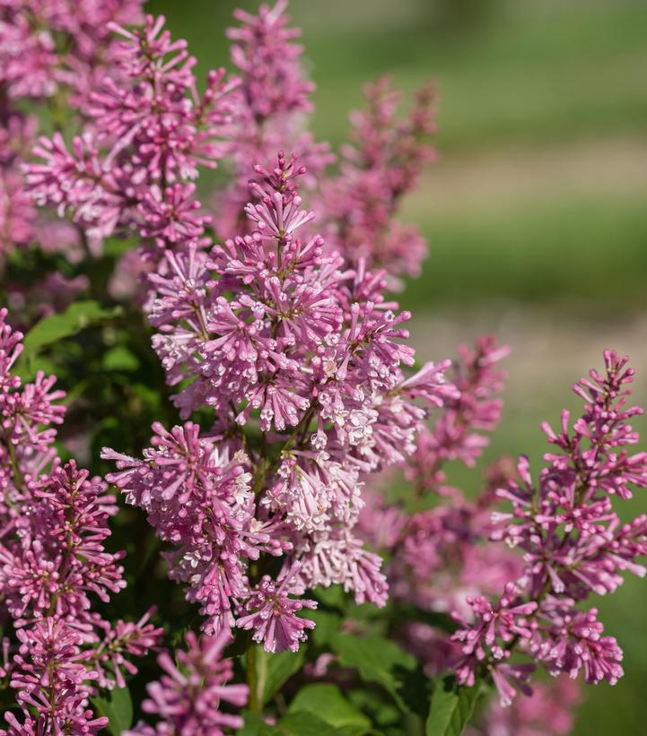 Syringa X Little Lady - View 6 from www redcrocus com