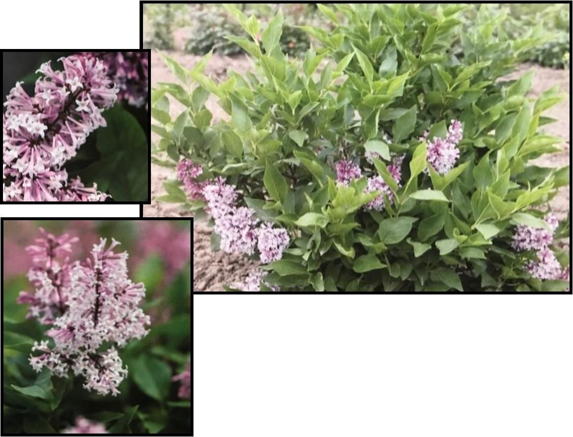 Syringa X Little Lady - View 7 from www redcrocus com