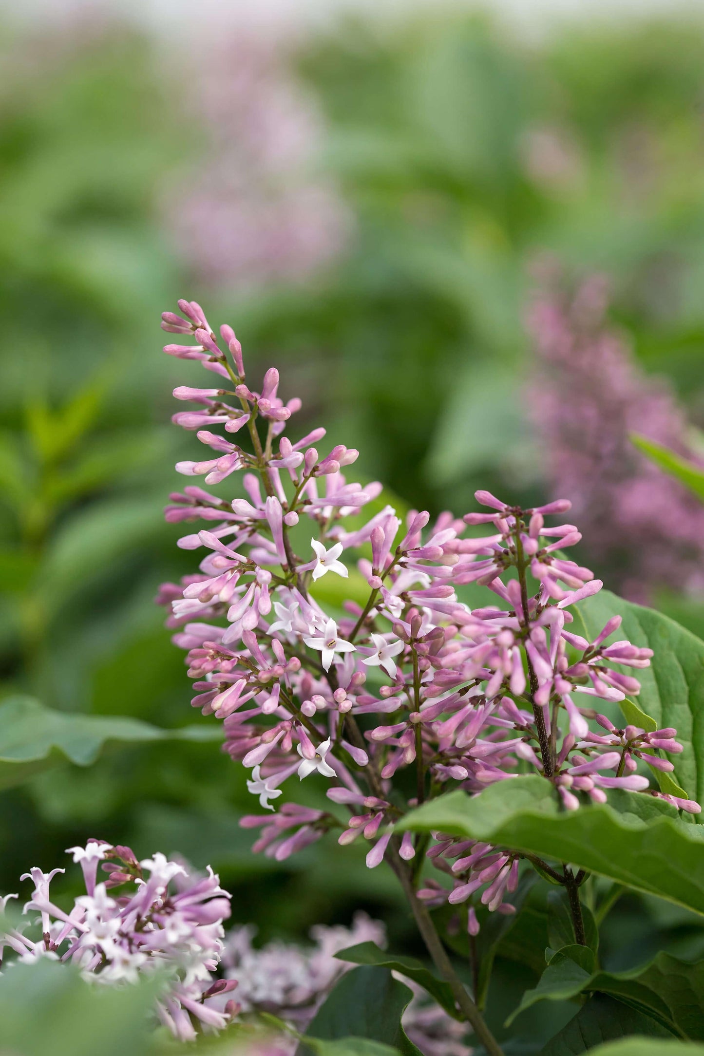 Syringa X Little Lady - View 8 from www redcrocus com
