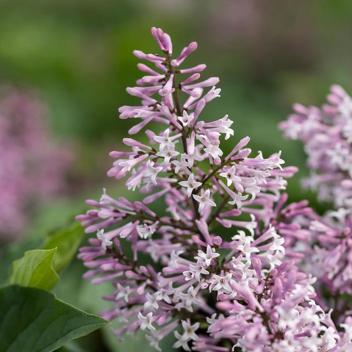 Syringa X Little Lady - View 9 from www redcrocus com