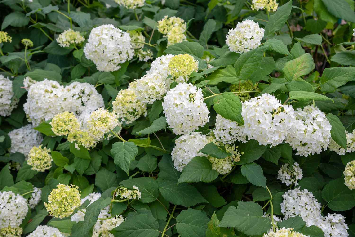 Hydrangea Arborescens Flowerfull - View 17 from www redcrocus com