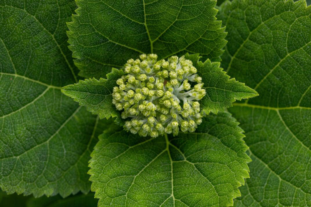Hydrangea Arborescens Flowerfull - View 19 from www redcrocus com