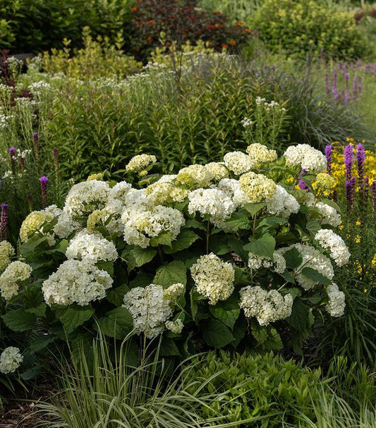Hydrangea Arborescens Flowerfull - View 1 from www redcrocus com