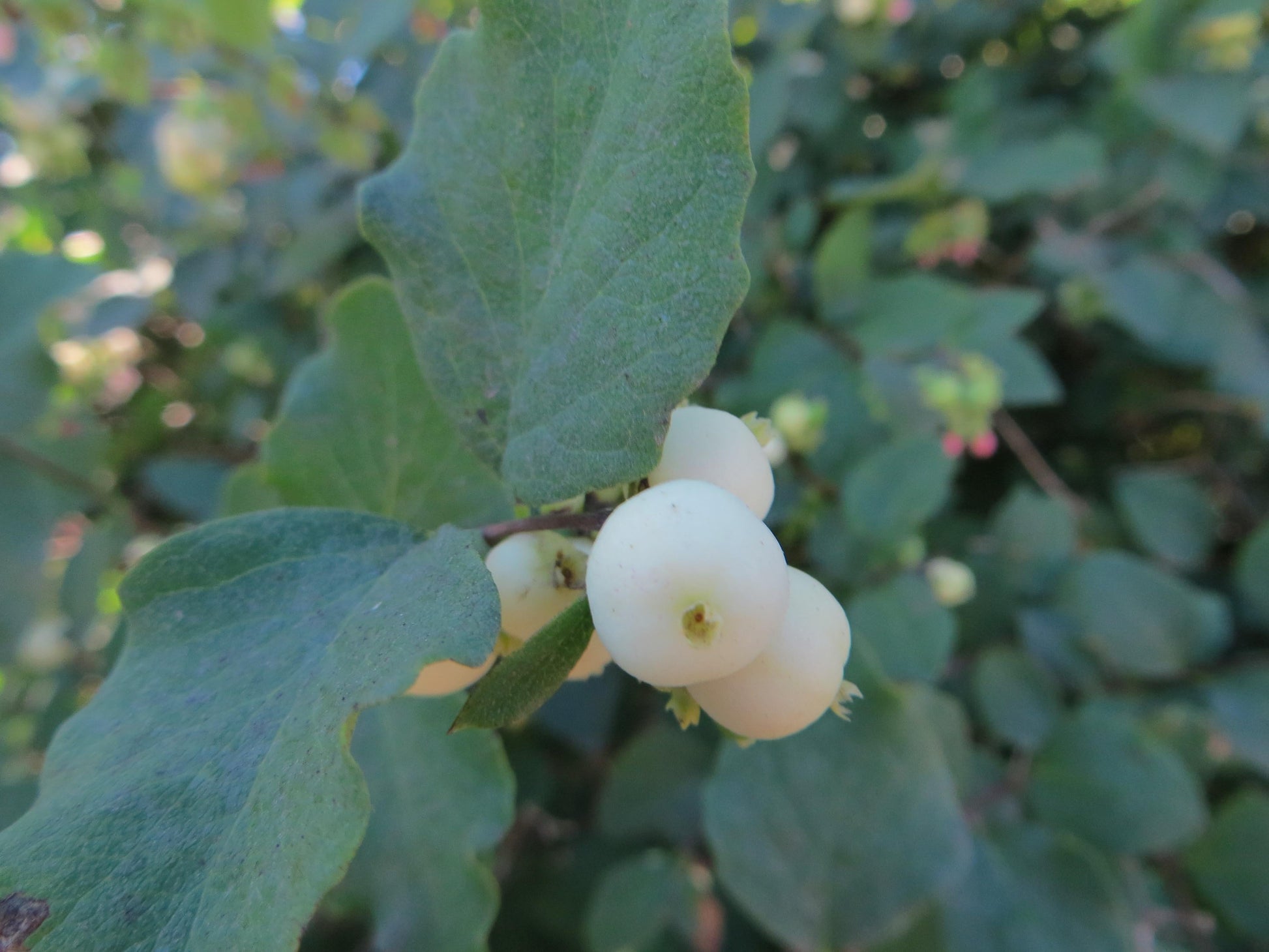 Symphoricarpos Albus - View 11 from www redcrocus com