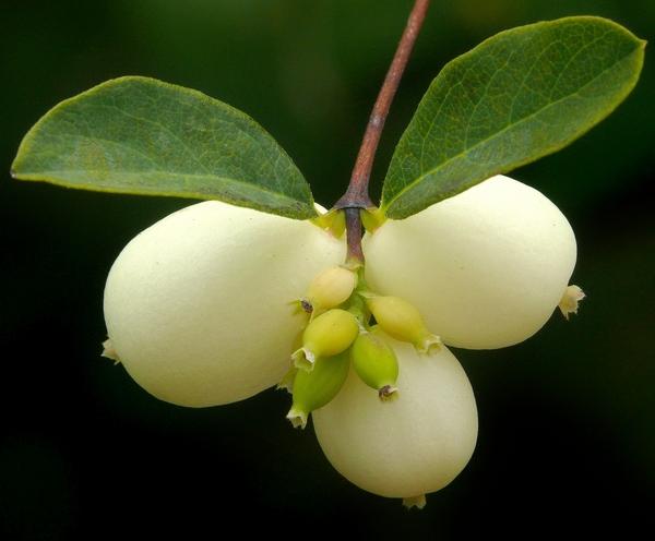Symphoricarpos Albus - View 15 from www redcrocus com