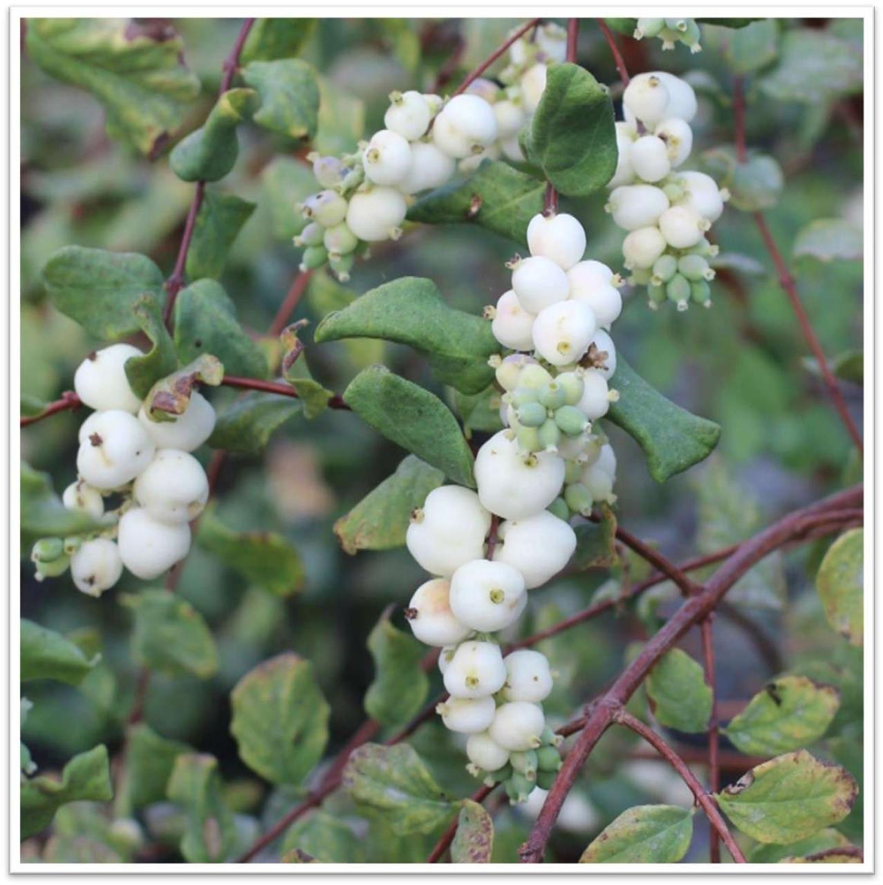 Symphoricarpos Albus - View 17 from www redcrocus com