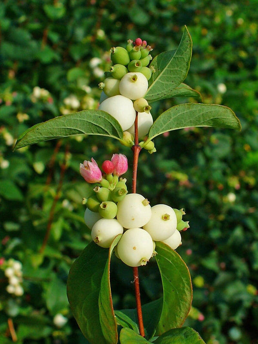 Symphoricarpos Albus - View 1 from www redcrocus com