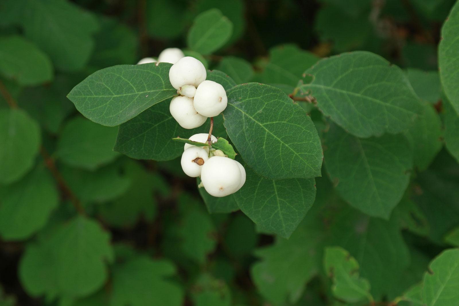Symphoricarpos Albus - View 2 from www redcrocus com