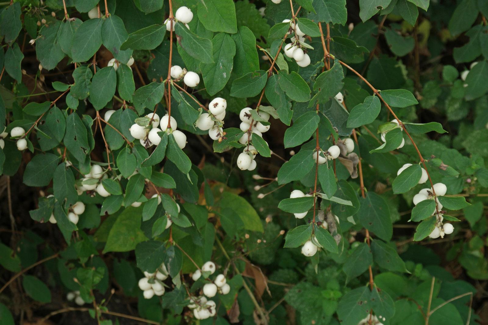 Symphoricarpos Albus - View 4 from www redcrocus com