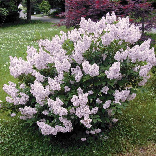 Syringa Patula Miss Kim Tree Form - View 12 from www redcrocus com