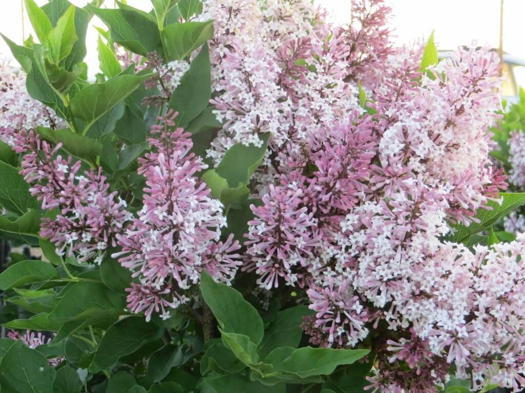 Syringa Patula Miss Kim Tree Form - View 13 from www redcrocus com