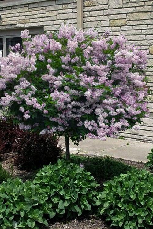 Syringa Patula Miss Kim Tree Form - View 14 from www redcrocus com