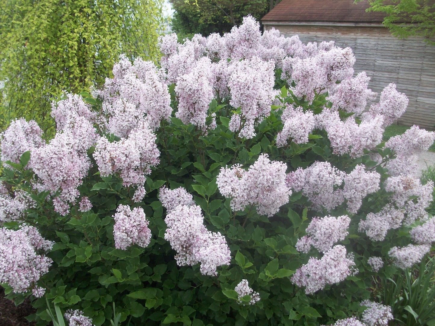 Syringa Patula Miss Kim Tree Form - View 16 from www redcrocus com