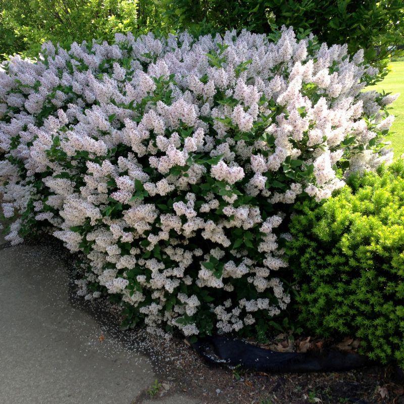 Syringa Patula Miss Kim Tree Form - View 17 from www redcrocus com