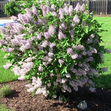 Syringa Patula Miss Kim Tree Form - View 18 from www redcrocus com
