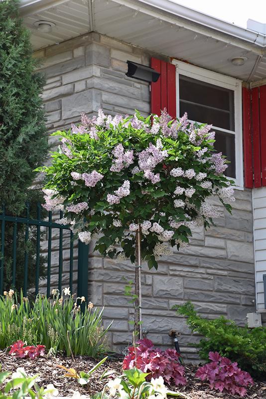 Syringa Patula Miss Kim Tree Form - View 1 from www redcrocus com
