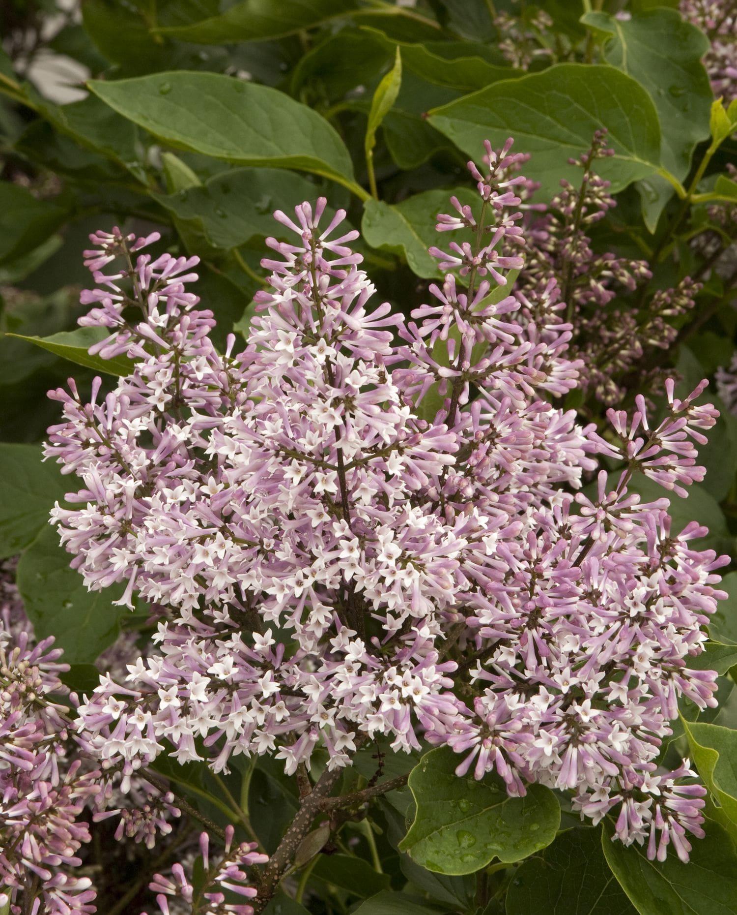 Syringa Patula Miss Kim Tree Form - View 2 from www redcrocus com