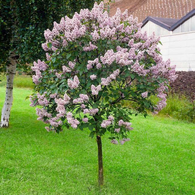 Syringa Patula Miss Kim Tree Form - View 3 from www redcrocus com