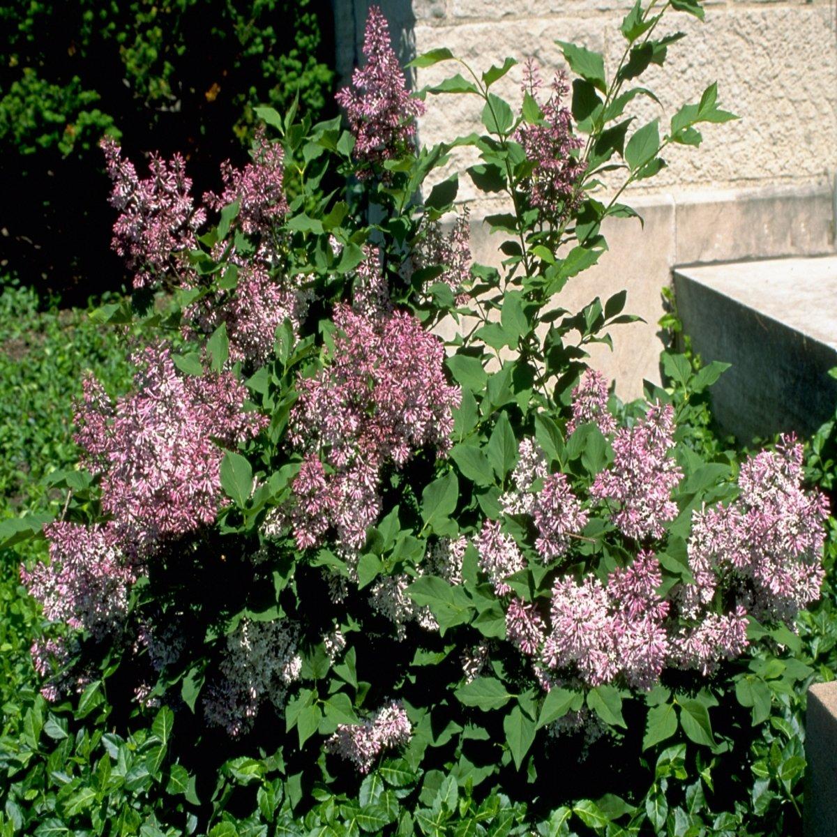 Syringa Patula Miss Kim Tree Form - View 4 from www redcrocus com