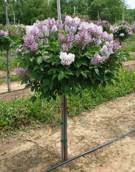 Syringa Patula Miss Kim Tree Form - View 5 from www redcrocus com
