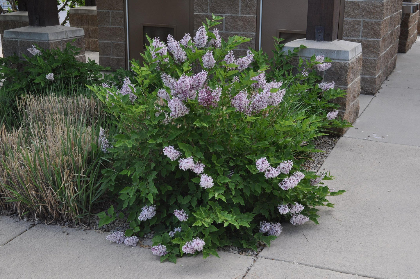 Syringa Patula Miss Kim Tree Form - View 6 from www redcrocus com