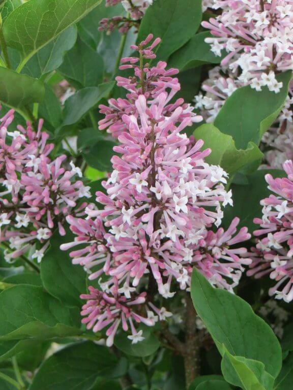 Syringa Patula Miss Kim Tree Form - View 7 from www redcrocus com