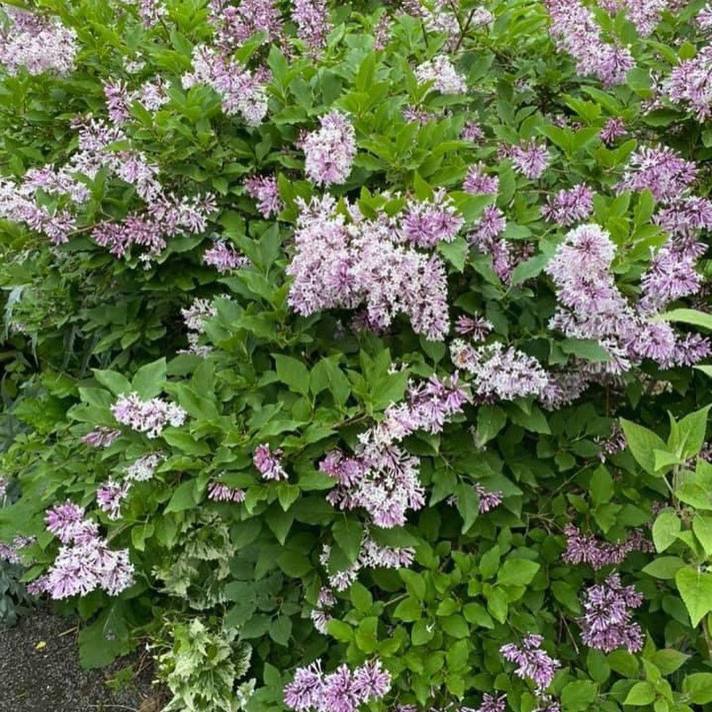 Syringa Patula Miss Kim Tree Form - View 8 from www redcrocus com