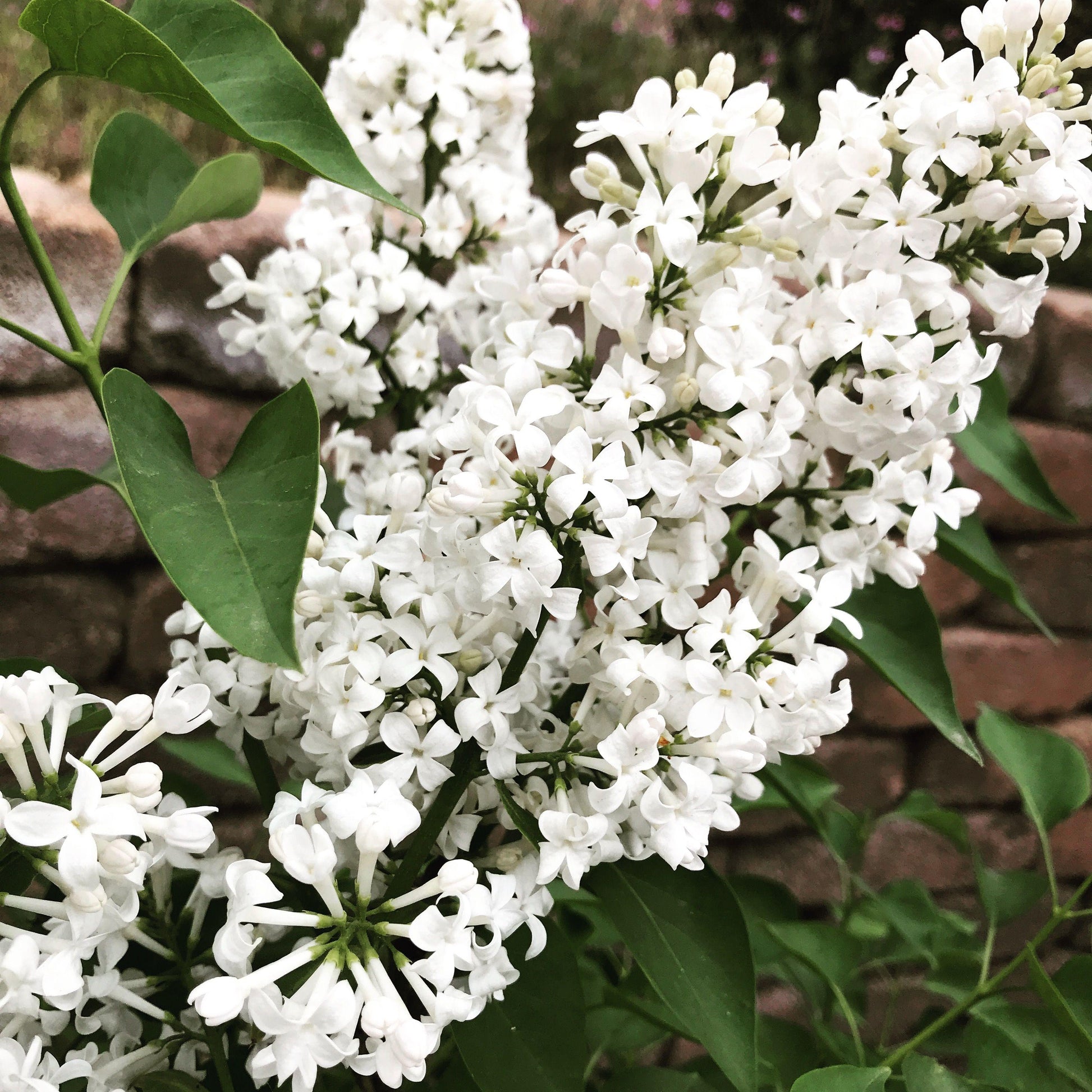 Syringa Vulgaris Alba - View 11 from www redcrocus com