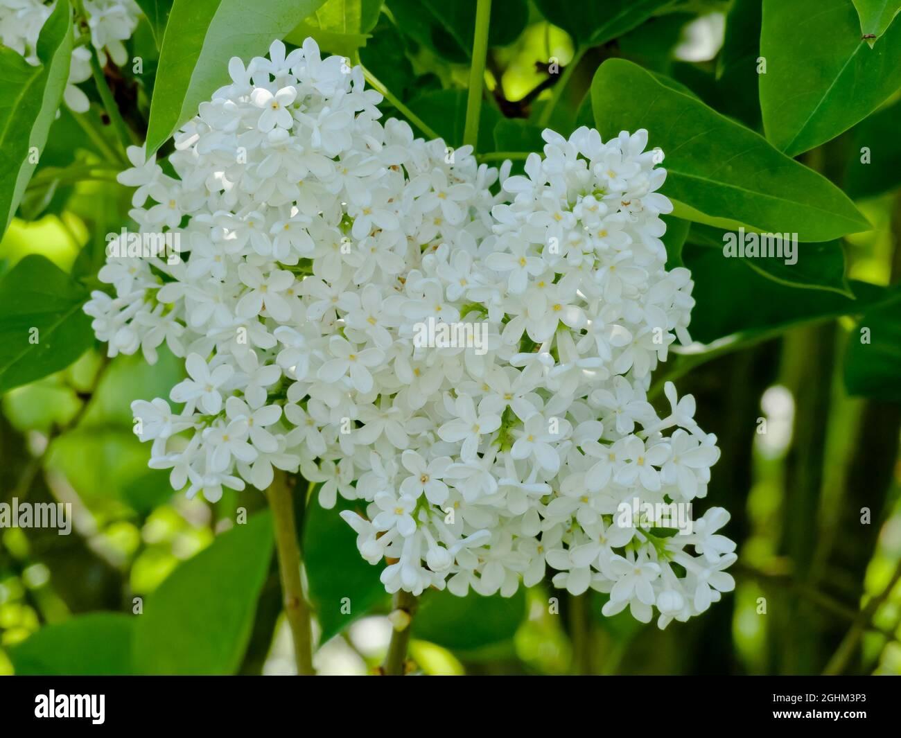 Syringa Vulgaris Alba - View 12 from www redcrocus com