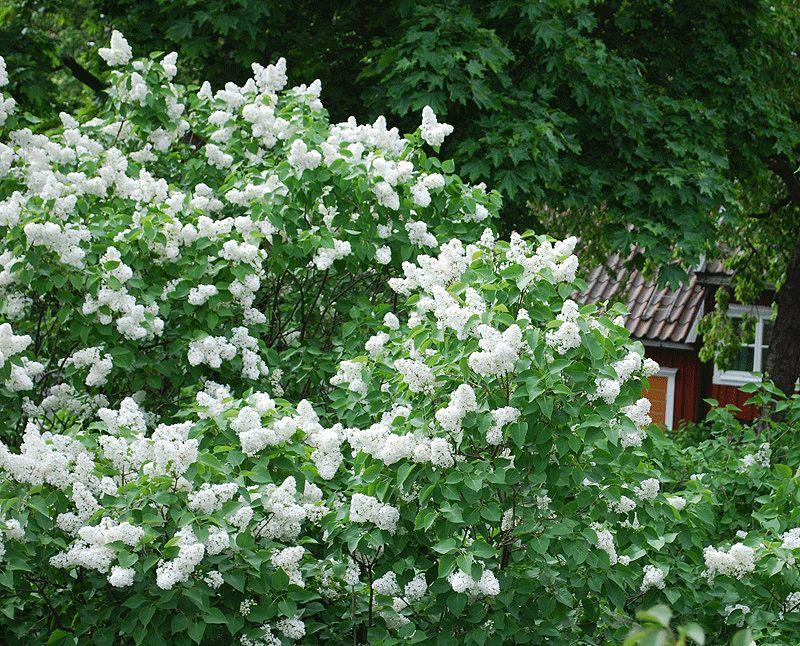 Syringa Vulgaris Alba - View 14 from www redcrocus com