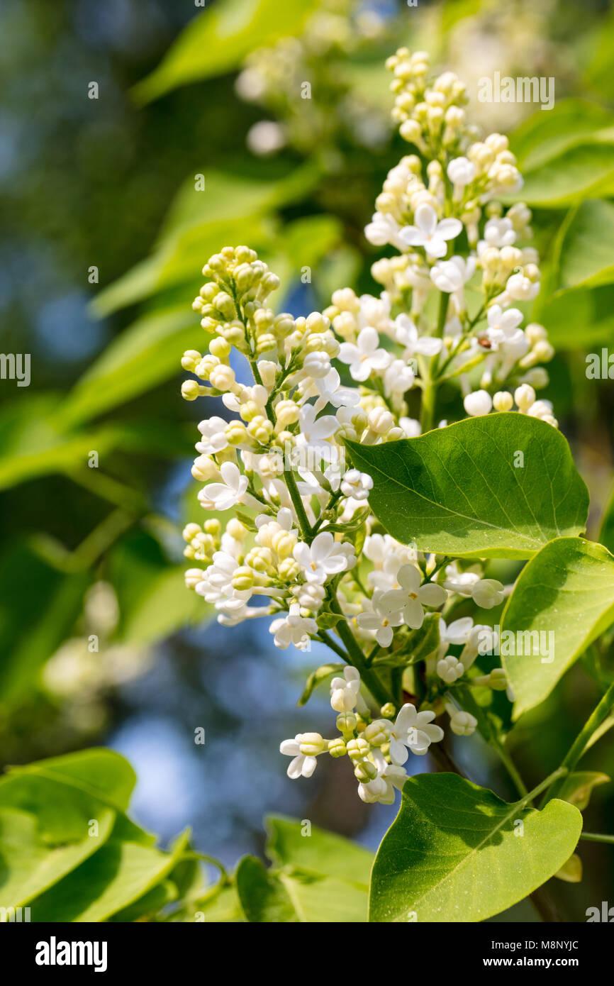 Syringa Vulgaris Alba - View 17 from www redcrocus com