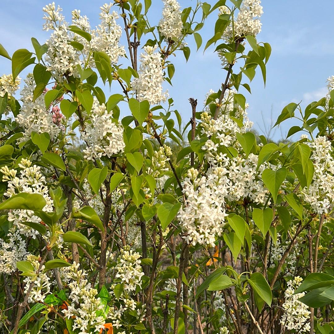 Syringa Vulgaris Alba - View 19 from www redcrocus com