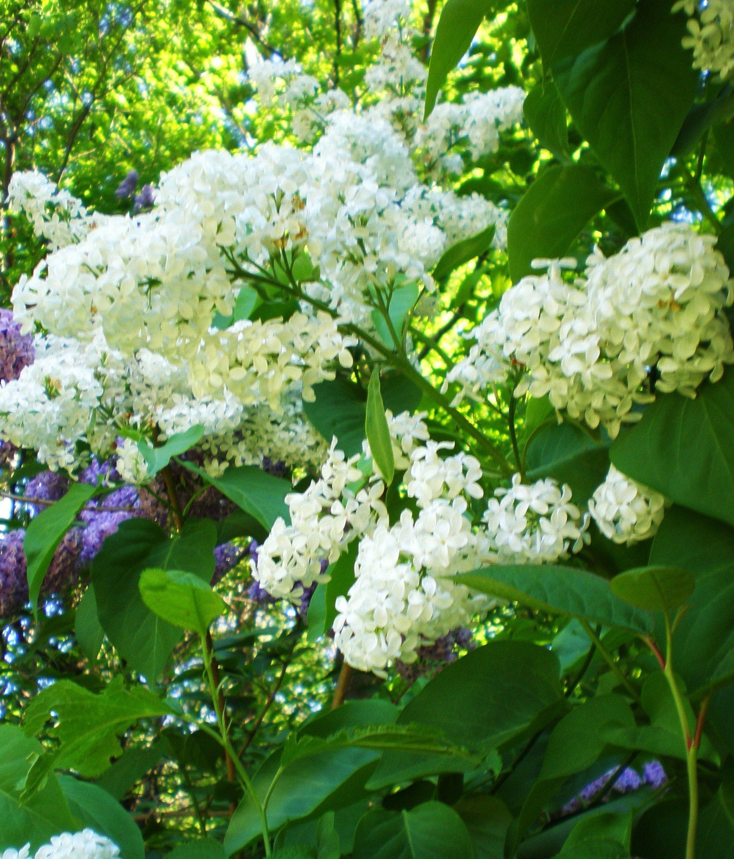 Syringa Vulgaris Alba - View 1 from www redcrocus com