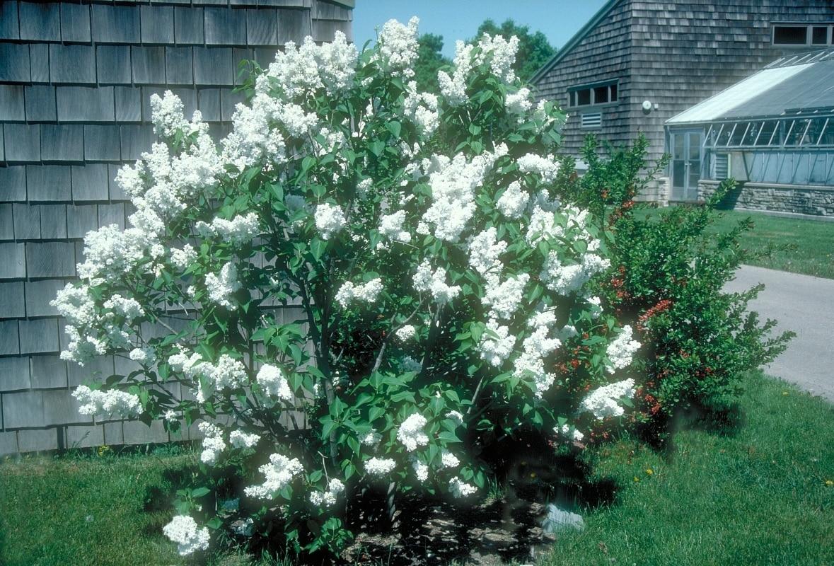 Syringa Vulgaris Alba - View 2 from www redcrocus com