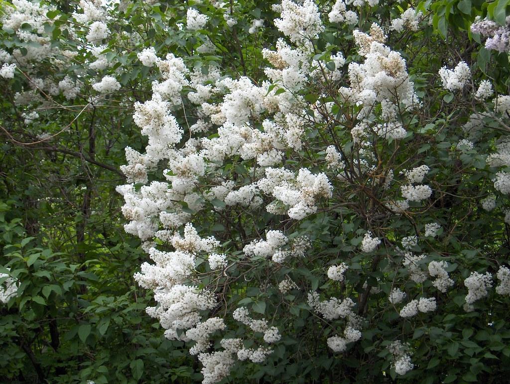 Syringa Vulgaris Alba - View 3 from www redcrocus com