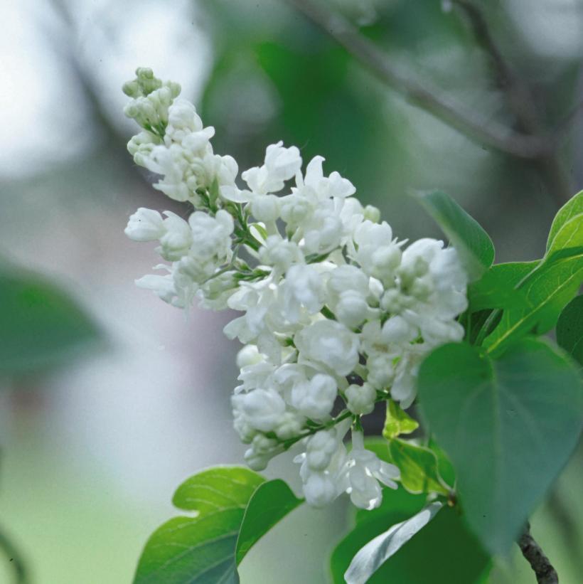 Syringa Vulgaris Alba - View 4 from www redcrocus com