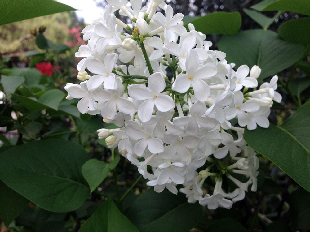 Syringa Vulgaris Alba - View 6 from www redcrocus com