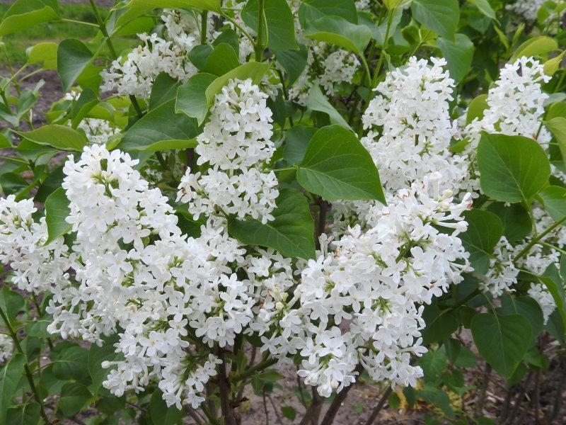 Syringa Vulgaris Alba - View 8 from www redcrocus com