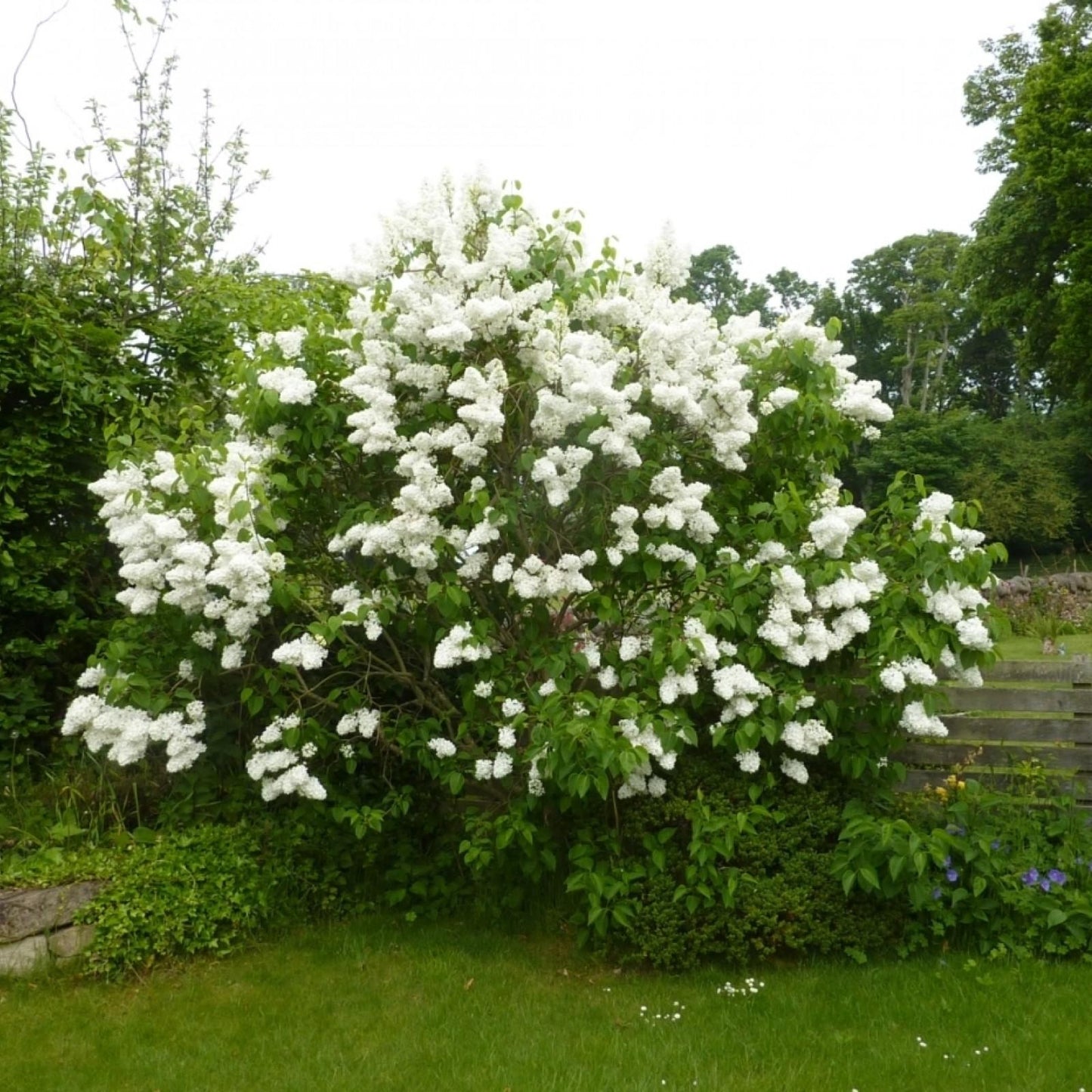 Syringa Vulgaris Alba - View 9 from www redcrocus com
