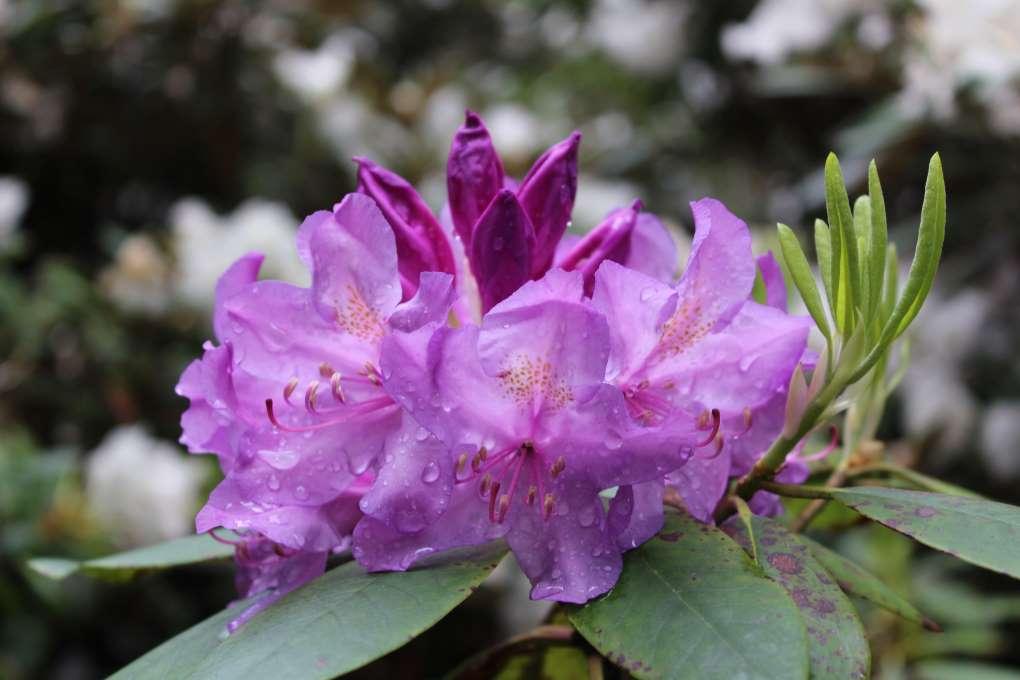 Rhododendron Teddy Bear - View 4 from www redcrocus com