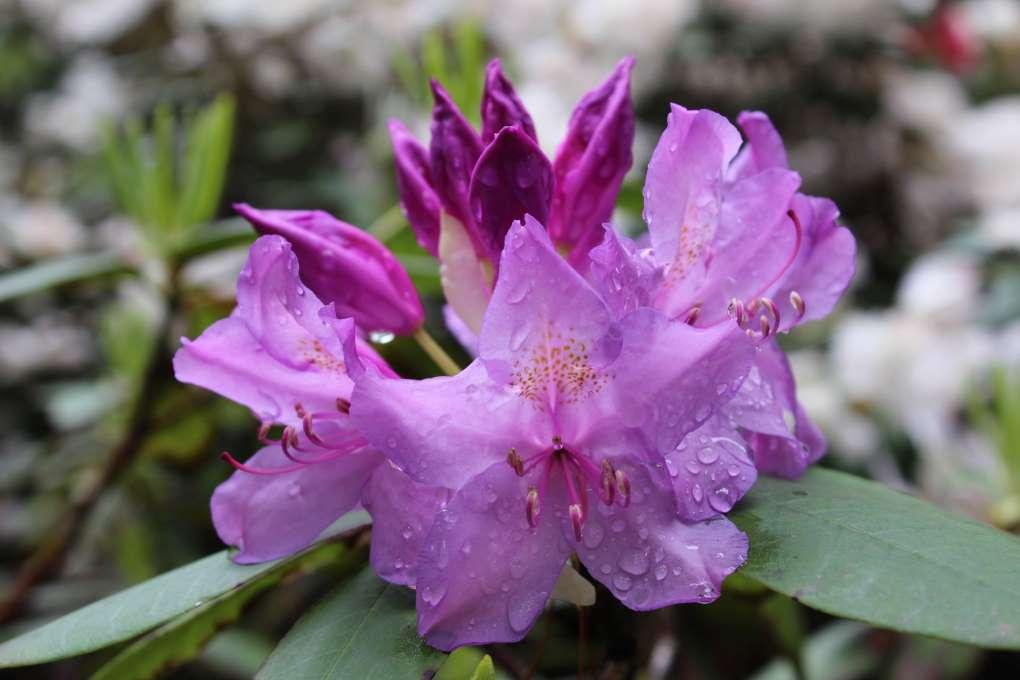 Rhododendron Teddy Bear - View 9 from www redcrocus com
