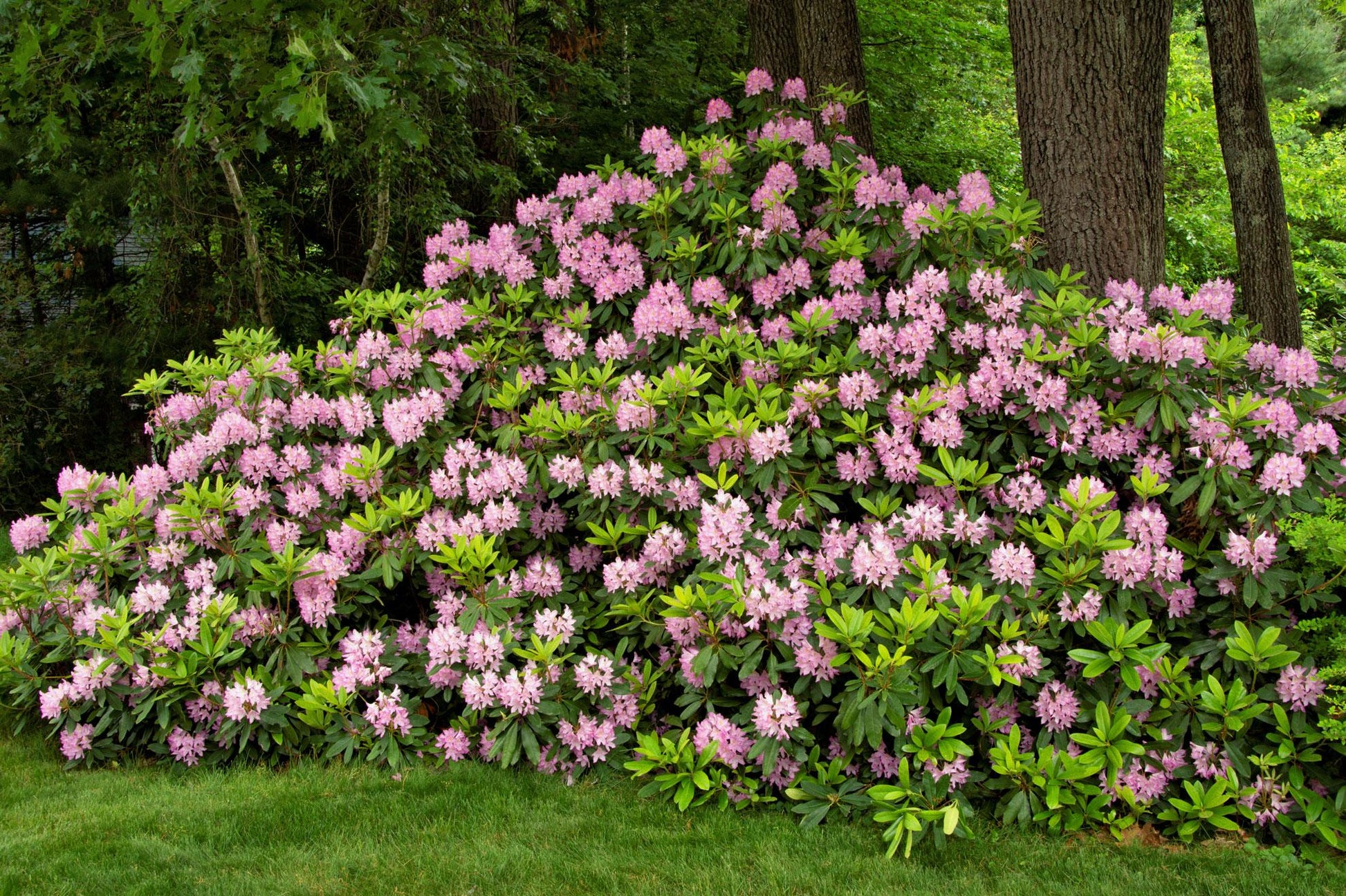 Rhododendron Yellowstone - View 19 from www redcrocus com