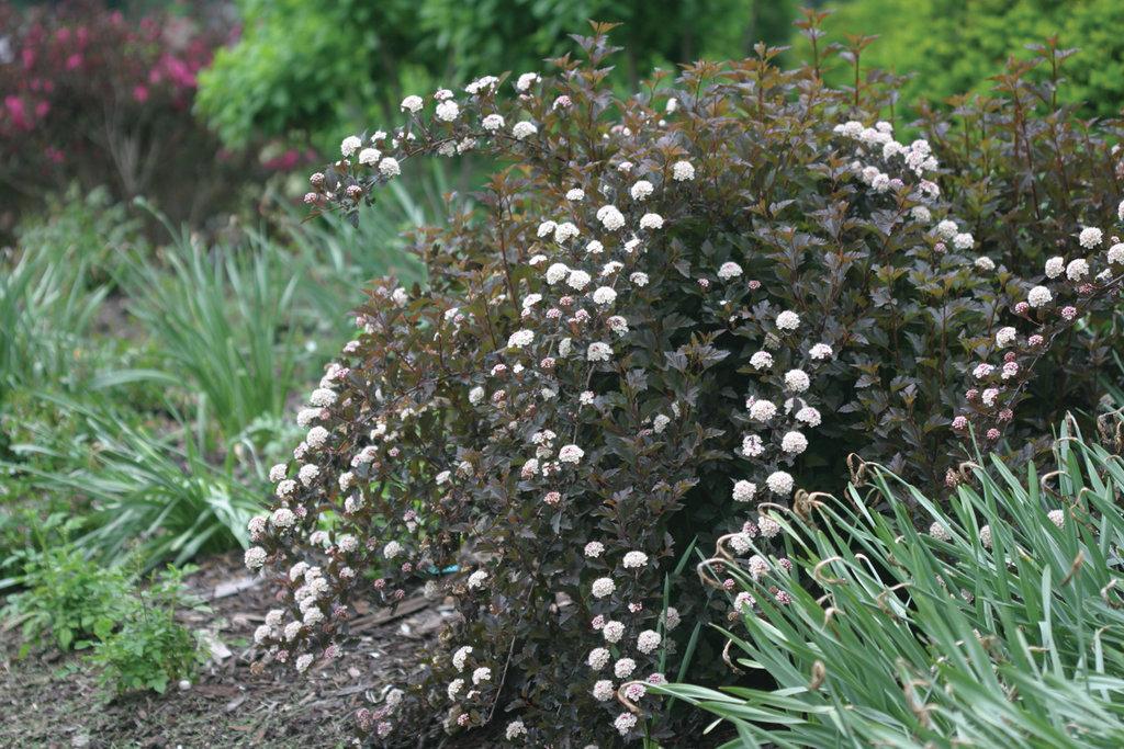 Physocarpus Opulifolius Summer Wine Tree Form - View 10 from www redcrocus com